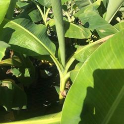 2X Dwarf Cavendish Banana Fully Grown Plants In 1 Gallon Pot