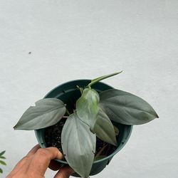 Silver sword philodendron Love Plant Available 