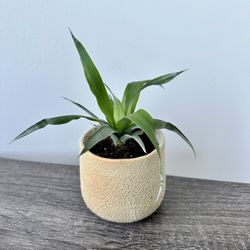 Pineapple Plant In Ceramic Pot