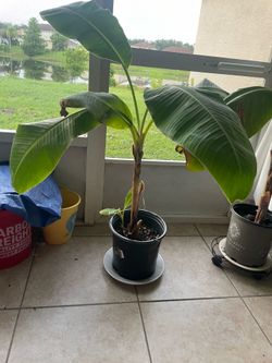 Sweet Banana Trees