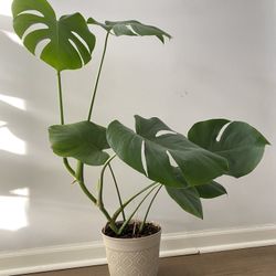 Monstera Deliciosa 