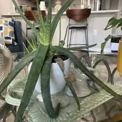Large Aloe plant