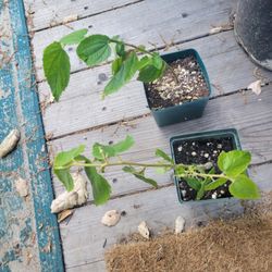 Jamaican CHERRY PLANT 