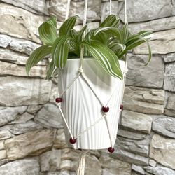 Wandering Jew, Tradescantia, Inch Plant In Ceramic Pot 5"H.