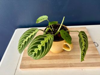 Maranta Leuconeura Lemon Lime Prayer Plant