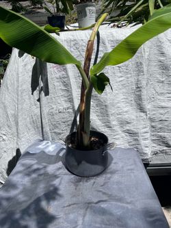 Banana plant