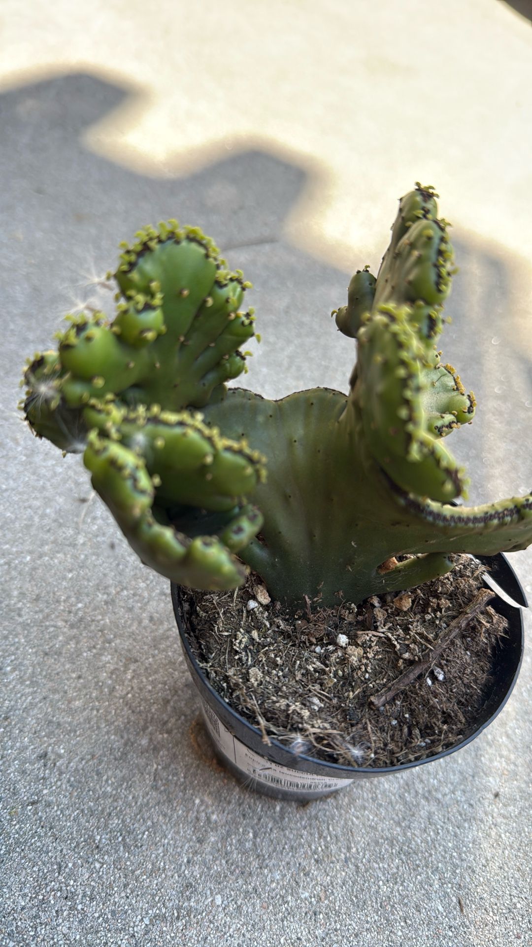 Euphoria Leucodendron Crest Succulent Plant