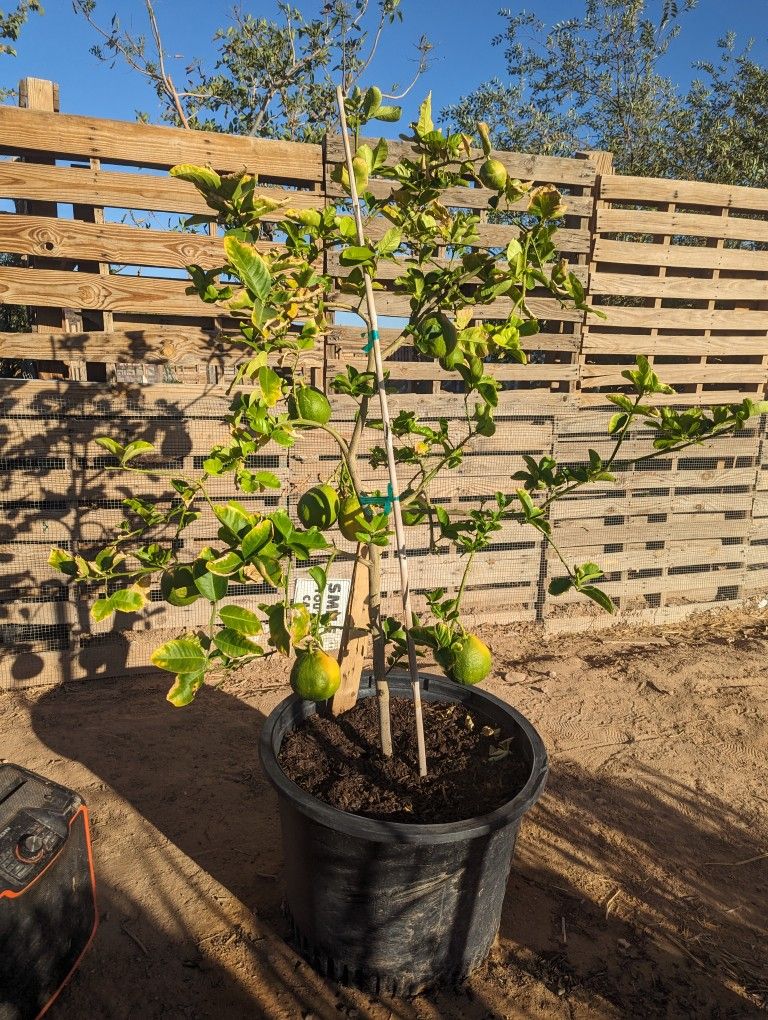 $275 Each Mexican Lime Or Ponderosa Lemon Pickup Or Delivery