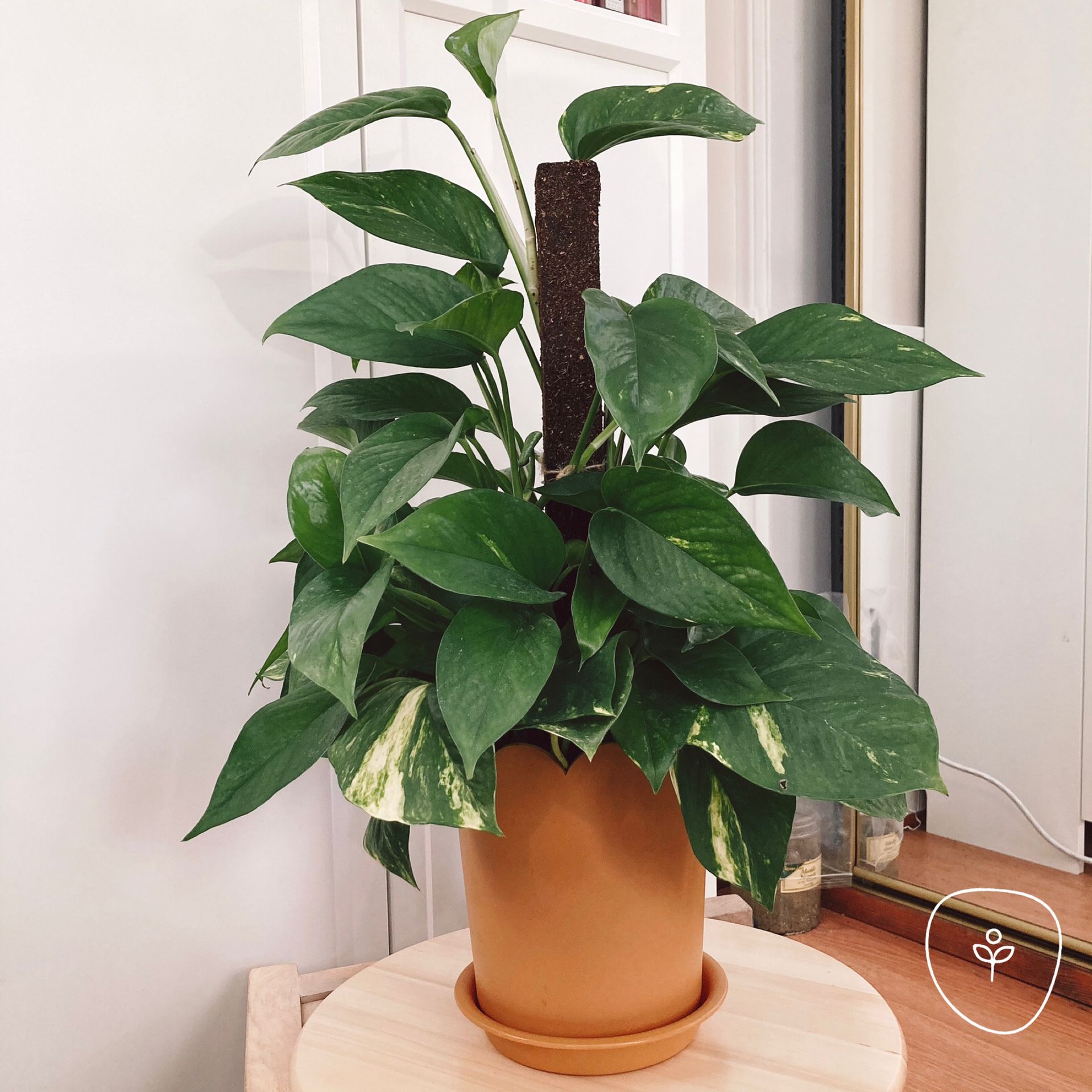 Staked Golden Pothos with Support Pole