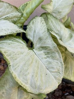 Syngonium Live Plant With Roots 