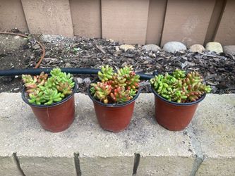 Sedum Rubrotinctum Jelly Bean Succulent Waterwise Plant in 4” Pot
