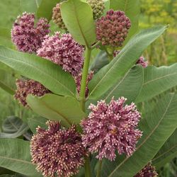 PLANT SALE - $5 each