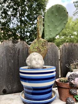 Cactus 🌵 on ceramic pot$8