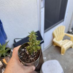 Succulents  And Cactus 