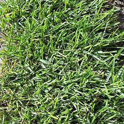 St. Augustine Floratam