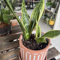 Snake Plant in Ceramic Pot