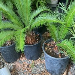 5 Gallon Sago Palm For Sale