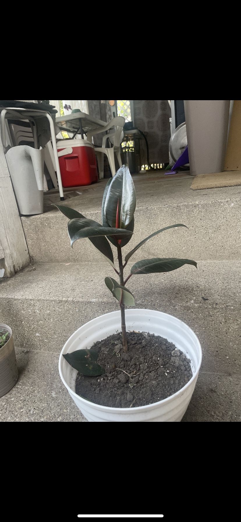 Rubber Plant Ficus Elastica