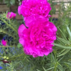 Chisme Double Plants