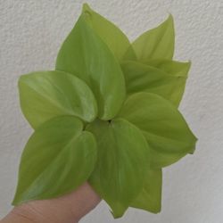 Philodendron Lemon Lime Plant Cuttings