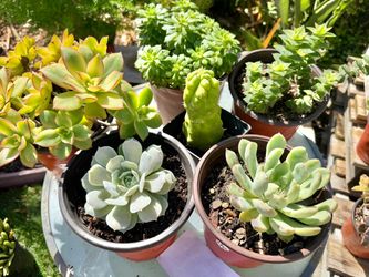 Variety of Succulents Plants