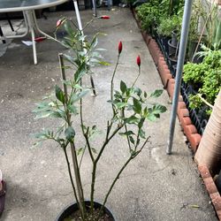 Chille Plants