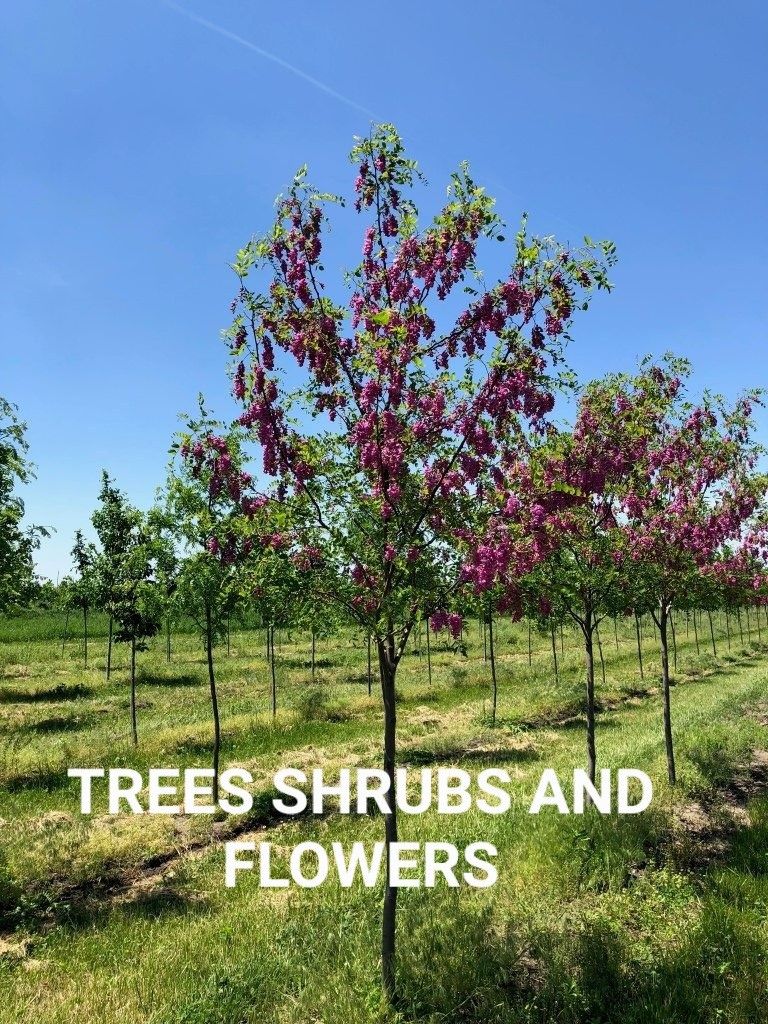 Purple Robe Black Locust Trees - 10-20 Feet Tall