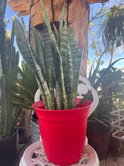 Snake/ sansevieria or mother in law tongue