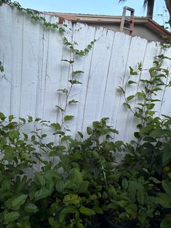 Passion fruit plant