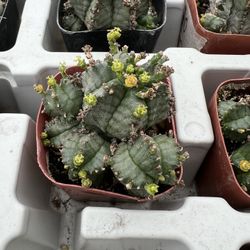 Euphorbia horrida in 2inch pots