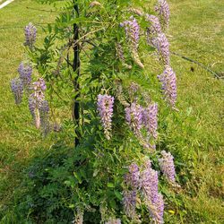 Wisteria Plants  $6.00 ea. For Local Pick-up or possible Delivery? 