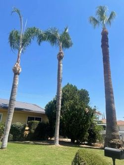 Tree Clean