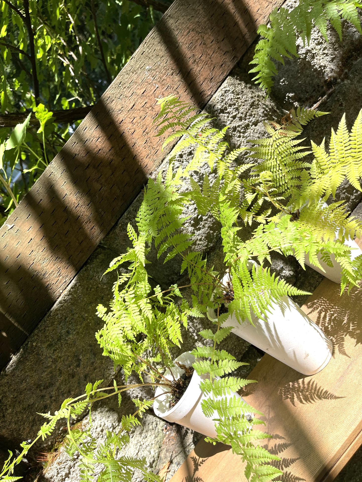 Brasken (Eagle Fern) Perennial Plant.