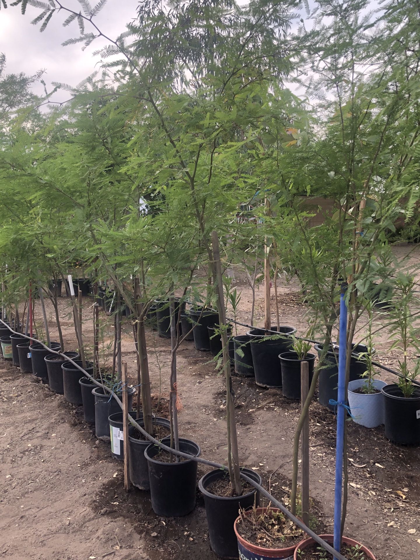 Mesquite Trees for Sale in Queen Creek, AZ OfferUp