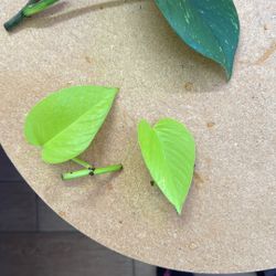 Neon Pothos Cuttings 