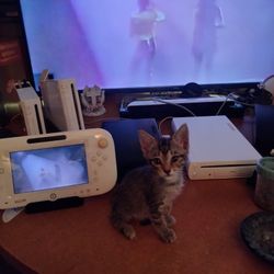 White Wii U …Pet To Boot