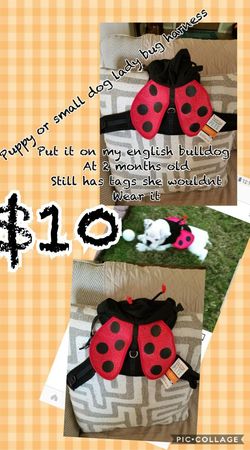 Dog halloween harness costume lady bug