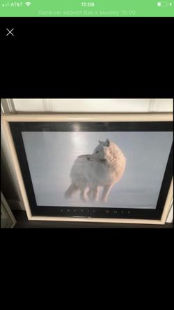 photo picture in a frame with glass "Arctic Wolf", size 34x27.
