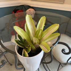 Two Plants Bromeliad  And Song Of India In 6 Inch White Ceramic Planter
