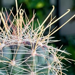 4” Hamatocactus-H. Davisii SQ $11.99💚💛🤎