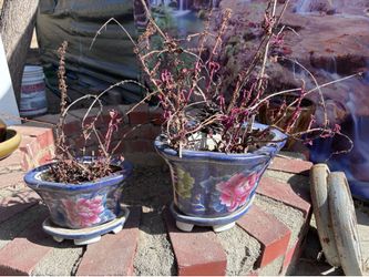 Vintage flower pot