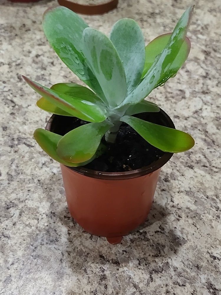 Kalanchoe Succulents