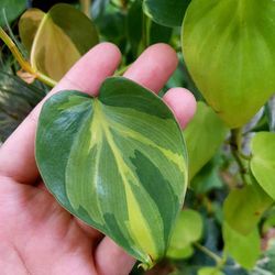 Lush Trailing Philodendron Brazil Plant/ Indoor Plant/ House Plant  Flower Patio Garden
