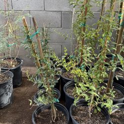 Red pomegranate trees almost 3 feet tall from the ground $35  And $30 Each Price Firm