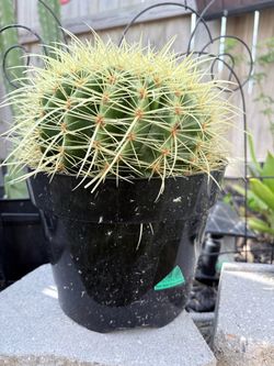 Golden Barrel Cactus