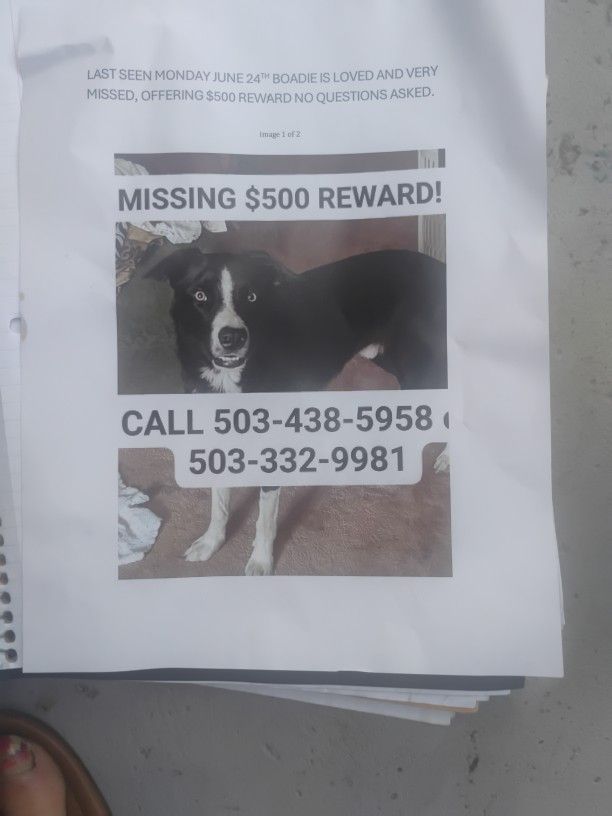 Retrieve My stolen Pet