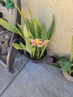 Plantas Lenguas De Suegra