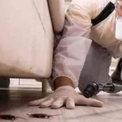 #roach #killer exterminator