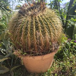 Large 20" Diameter Barrel Cactus In Terracotta Pot 