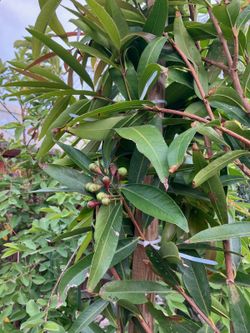 Rose Apple 🌹 🍏 , Aka : Syzygium Jambos - 300